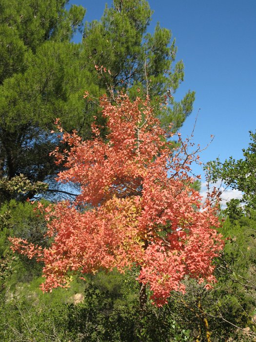 Acer monspessulanum (10)